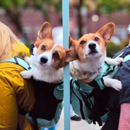 We welcome all your furry friends two puppies in a backpack