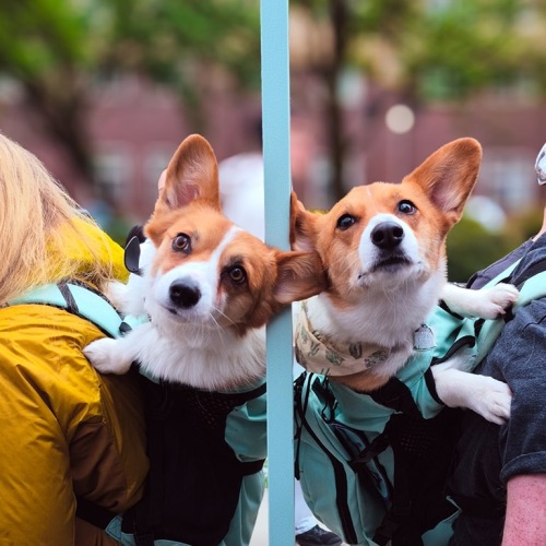 two puppies in a backpack